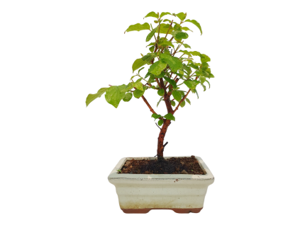 Drieň obyčajný -Cornus mas  SK 3344-98