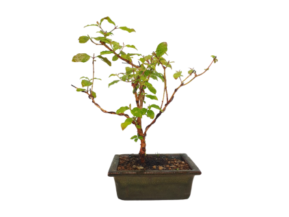 Drieň obyčajný -Cornus mas  SKI 3344-98