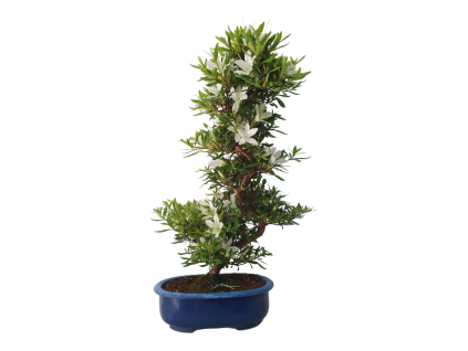 Japonská azalka - Azalea Hakurin  SK 3344-56
