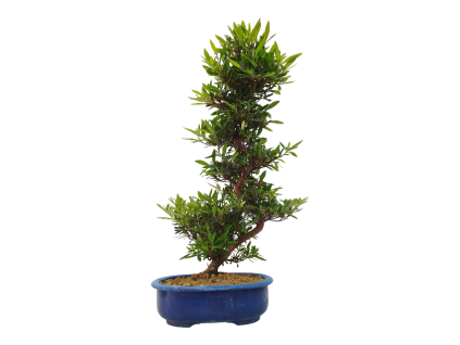 Japonská azalka - Azalea Hakurin  SK 3344-56