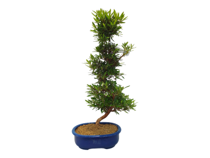 Japonská azalka - Azalea Hakurin  SK 3344-56