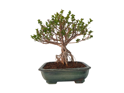 Syringa microphylla - Orgován drobnolistý  SK 3344-83