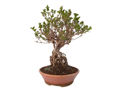 Syringa microphylla - Orgován drobnolistý  SK 3344-83