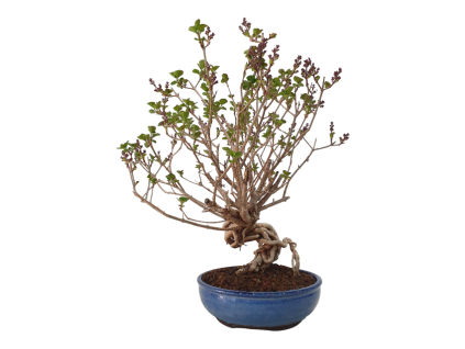 Syringa microphylla - Orgován drobnolistý  SK 3344-83