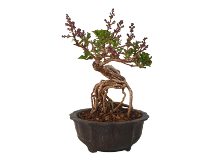Syringa microphylla - Orgován drobnolistý  SK 3344-83