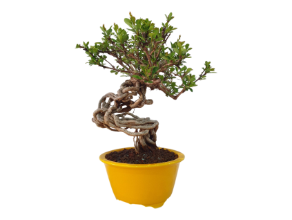Dráč kórejský -Berberis coreana  SK 344-85