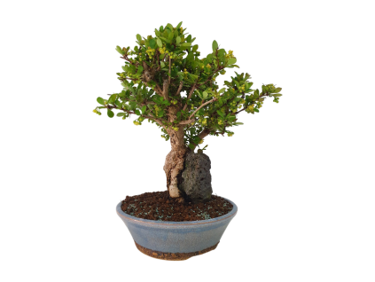 Dráč kórejský -Berberis coreana  SK 344-85