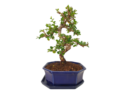 Carmona microphylla - Čaj fuki  SK 3344-2