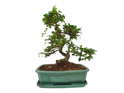 Carmona microphylla - Čaj fuki  SK 3344-2