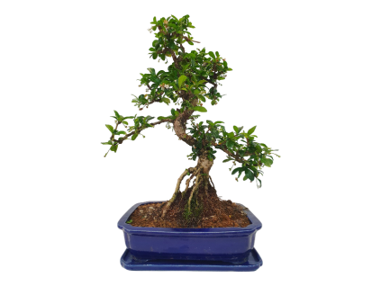 Carmona microphylla – Čaj fuki  SK 3344-2