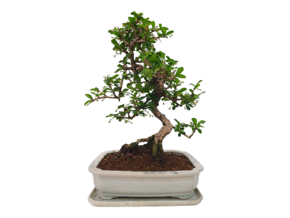 Carmona microphylla – Čaj fuki  SK 3344-2
