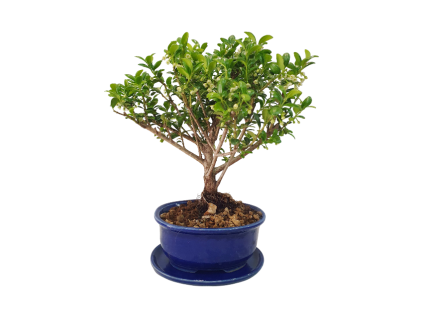 Cezmína - Ilex crenata  SK 3344-14