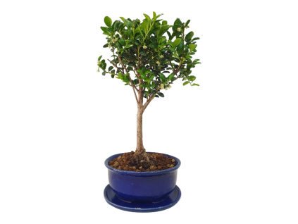 Cezmína - Ilex crenata  SK 3344-14