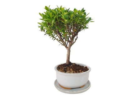 Cezmína - Ilex crenata  SK 3344-14