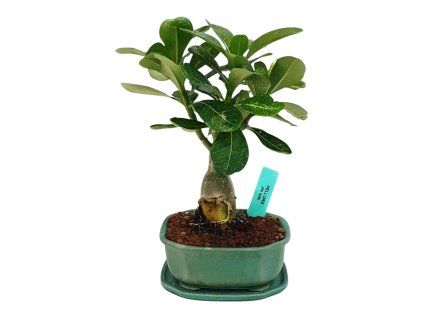 Adenium – púštna ruža