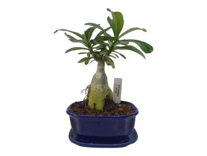 Adenium – púštna ruža
