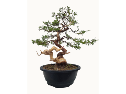 Juniperus chinensis - varieta itoigawa