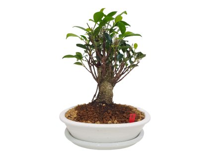 Fikus retusa - Fikus malolistý  SK-3344-1