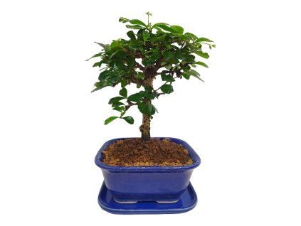 Carmona microphylla -   Čaj fuki  SK-3344-2
