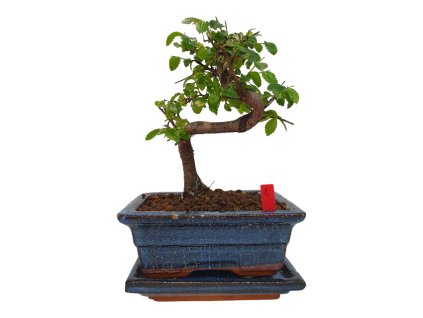 Brest drobnolistý - Ulmus parviflora  SK 3344-3