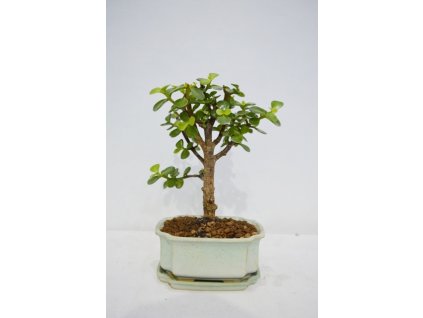 Sukulentný bonsai- Portulacaria afra - Crassula