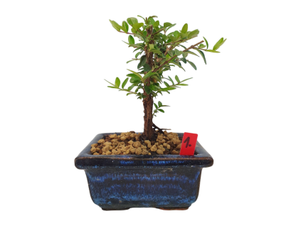 Lonicera nitida maigrun - Zemolez  SK 3344-96