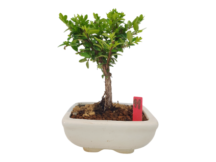 Lonicera nitida maigrun - Zemolez  SK 3344-96