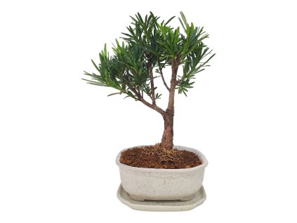 Podocarpus - Kamenný tis  SK 3344 -7
