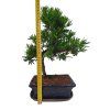 Podocarpus - Kamenný tis  SK 3344 -7