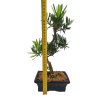 Podocarpus - Kamenný tis  SK 3344 -7