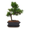 Podocarpus - Kamenný tis  SK 3344 -7