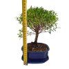 Syzygium zantoxylum - Pimentovník  SK -3344-16