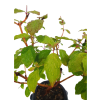 Drieň obyčajný -Cornus mas  SK 3344-98