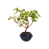 Drieň obyčajný -Cornus mas  SK 3344-98