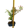 Jabloň maloplodá - Malus halliana  SK 3344-58