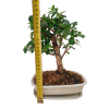 Carmona microphylla - Čaj fuki  SK-3344-2
