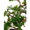 Carmona microphylla - Čaj fuki  SK-3344-2