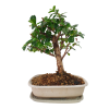 Carmona microphylla - Čaj fuki  SK-3344-2