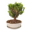 Buxus harlandii - Korkový buxus  SK 3344-5