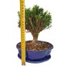 Buxus harlandii - Korkový buxus  SK 3344-5