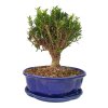 Buxus harlandii - Korkový buxus  SK 3344-5