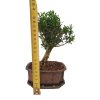 Buxus harlandii - Korkový buxus  SK 3344-5
