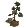 Bonsai Borievka - Juniperus sargentii  SK 3344-65