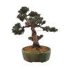 Bonsai Borievka - Juniperus sargentii  SK 3344-65