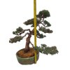 Bonsai Borievka - Juniperus sargentii  SK 3344-65