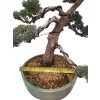 Bonsai Borievka - Juniperus sargentii  SK 3344-65
