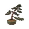 Bonsai Borievka - Juniperus sargentii  SK 3344-65
