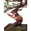 Juniperus chinensis - varieta itoigava  SK-3344-66