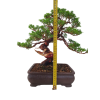 Juniperus chinensis - varieta itoigava  SK-3344-66