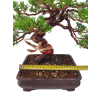 Juniperus chinensis - varieta itoigava  SK-3344-66